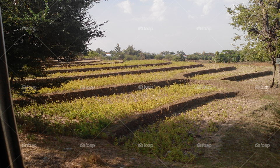 rice field