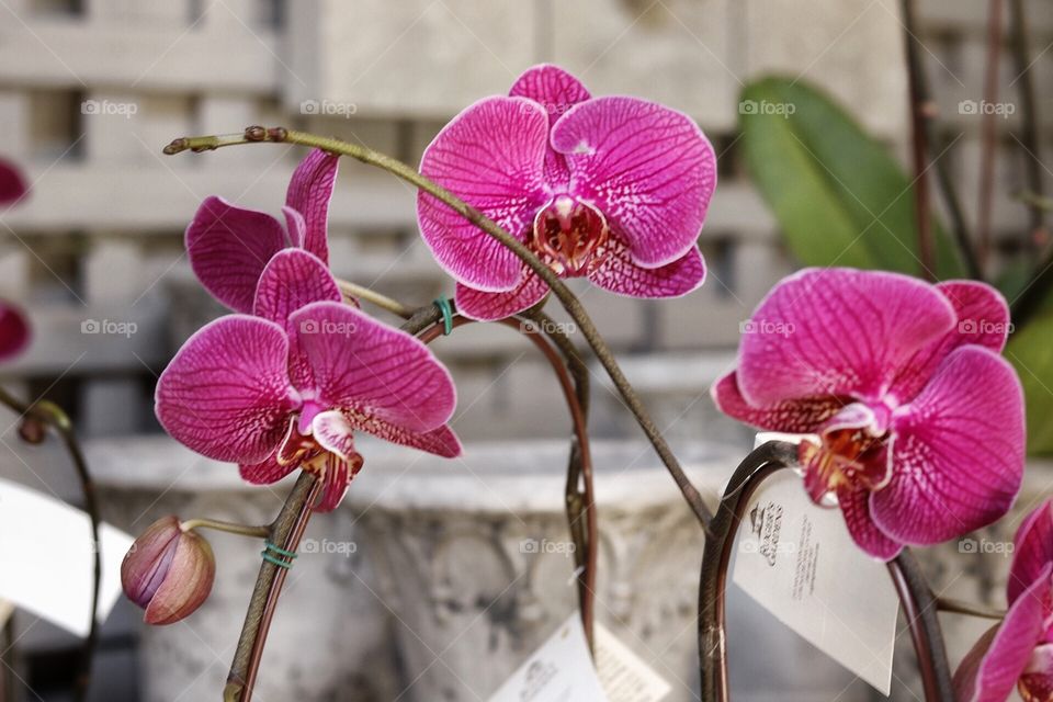 Orchid 