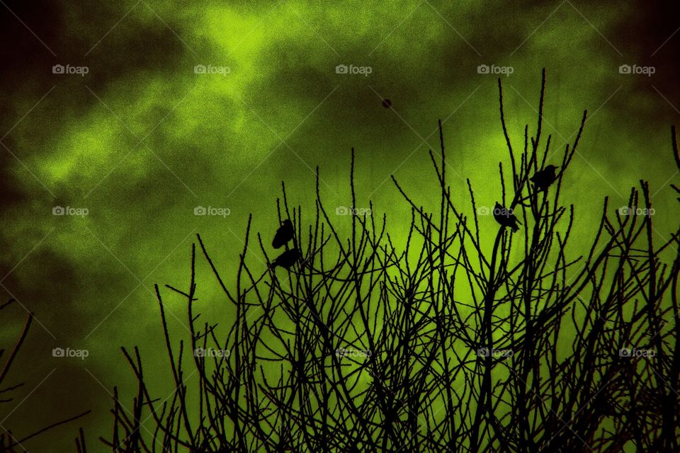 Birds of the apocalypse