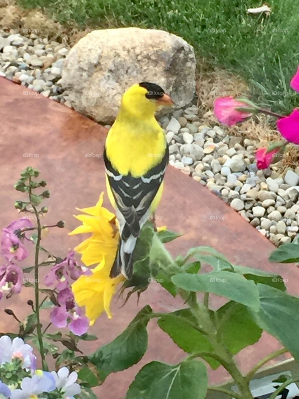 Yellow Finch and Sunflower 