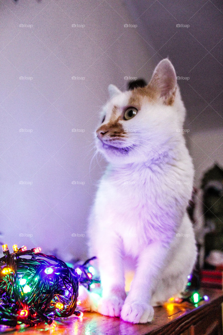 My cat and some christmas lights