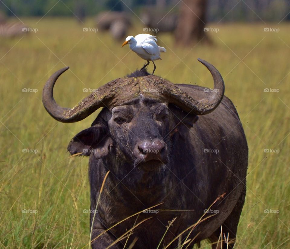 Cape Buffalo and Egret