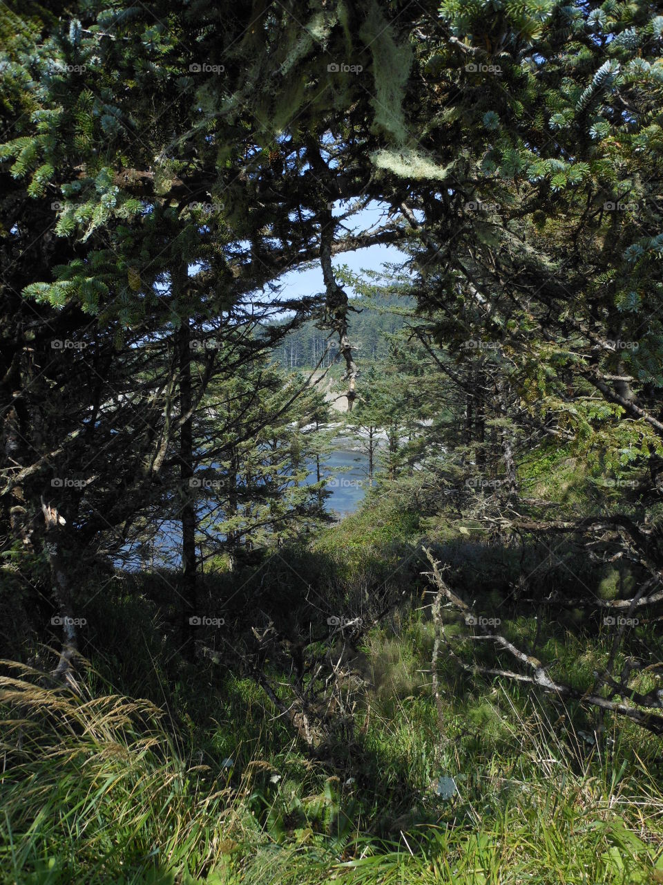 Water view through trees 