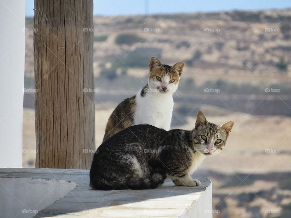 Folegandros Greece - cats