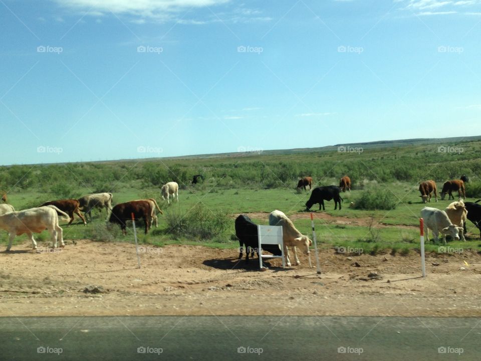 Texas cattle