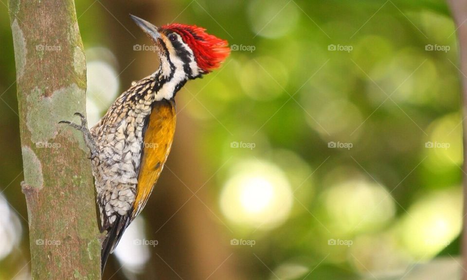 Common Flameback Woodpecker