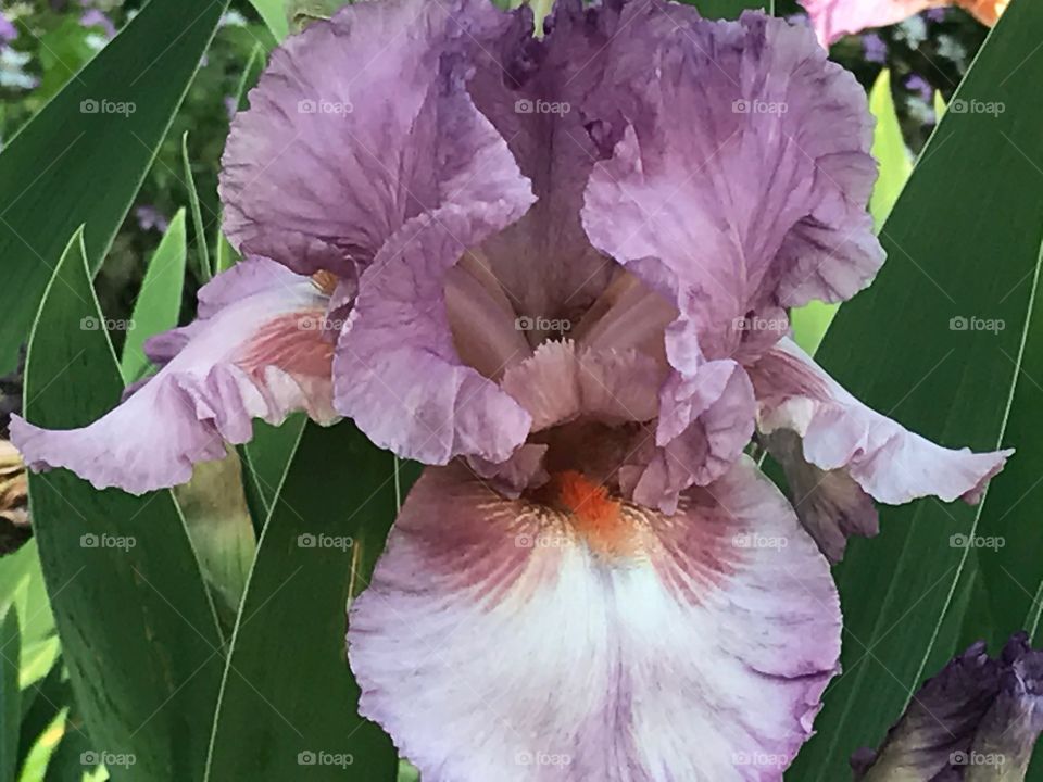 Purple Iris Flower in Garden 