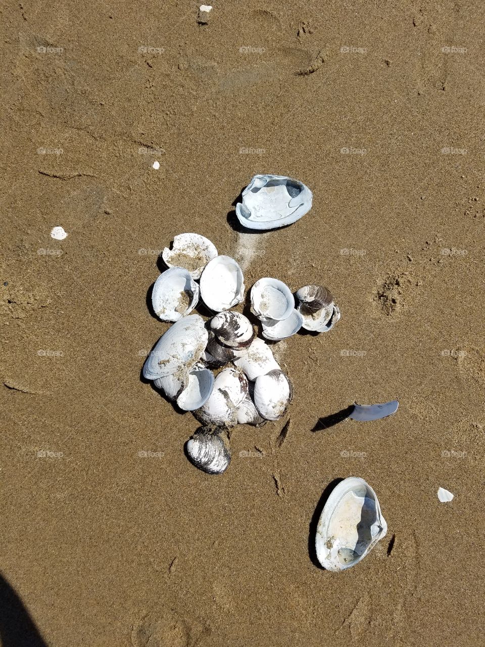 Sand, Beach, Seashore, Shell, Sea