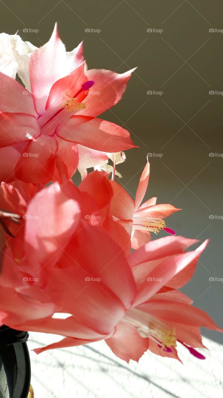 Lindas e delicadas flores coral, espécie suculenta,  usadas para decoração.