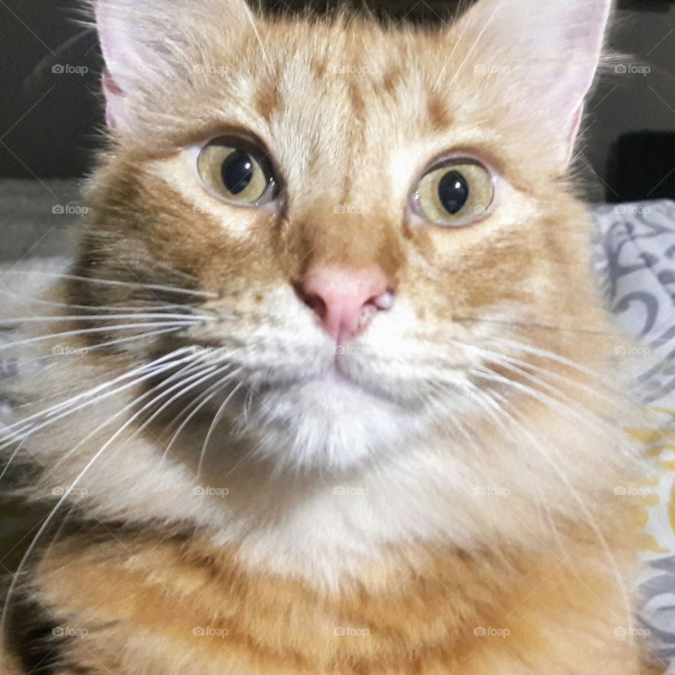 Cat Look of Disbelief