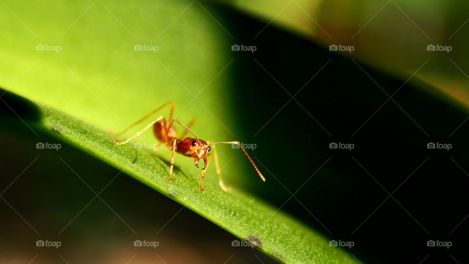 Ant