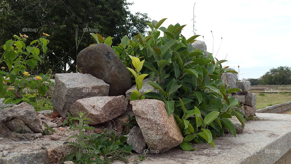 plants on rocks