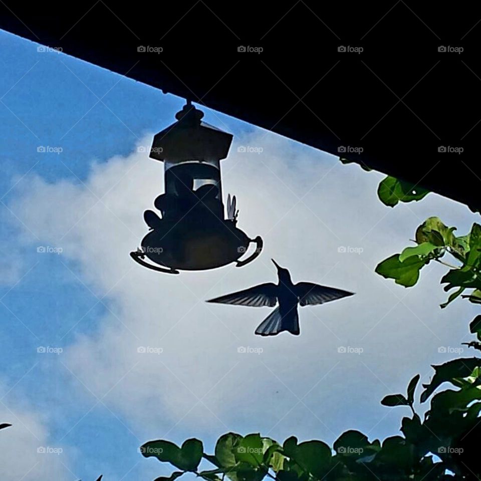 Você sabia? Quando um Beija Flor se aproxima de você ele traz Boas Notícias!!
Ver um Beija Flor dá uma sensação de paz e enche o coração de alegria!