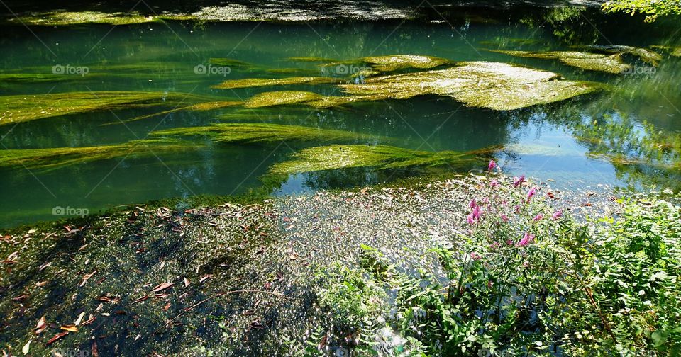 Green flora reflections