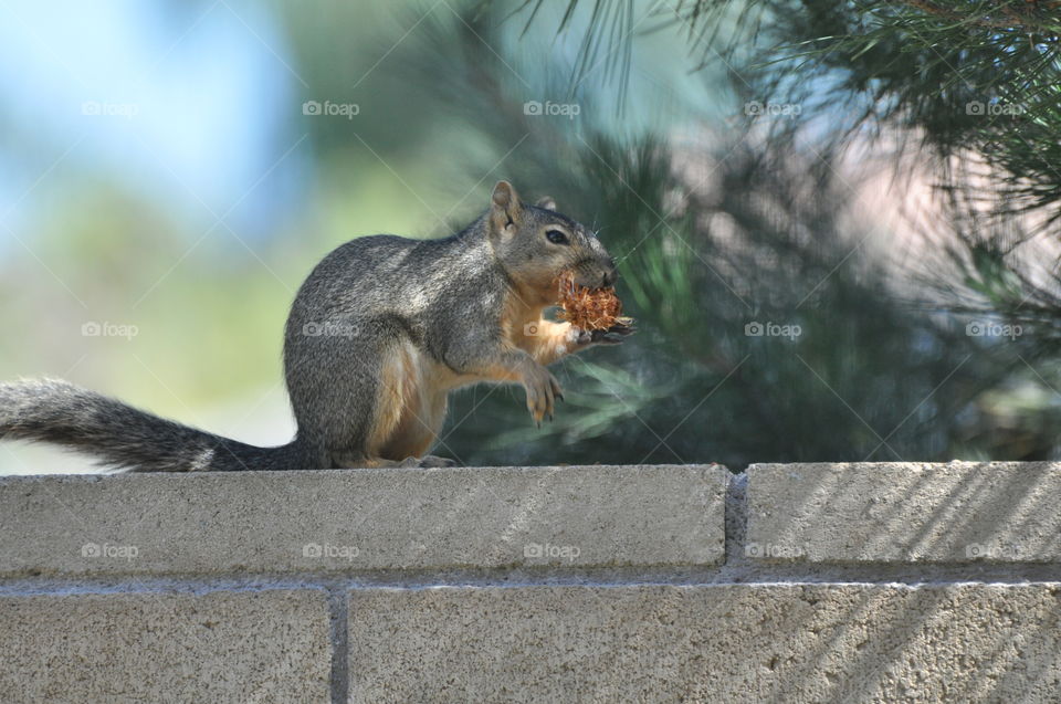 Local wildlife Squirrel