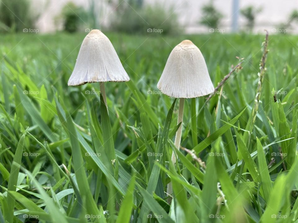 🇺🇸 The nice photo of the morning was this one: the mushrooms that were born in the garden.  With the heat and rains, they sprout beautiful! /🇧🇷 A foto da manhã foi essa: os cogumelos que nasceram no jardim. Com o calor e as chuvas, eles brotam bonitos!