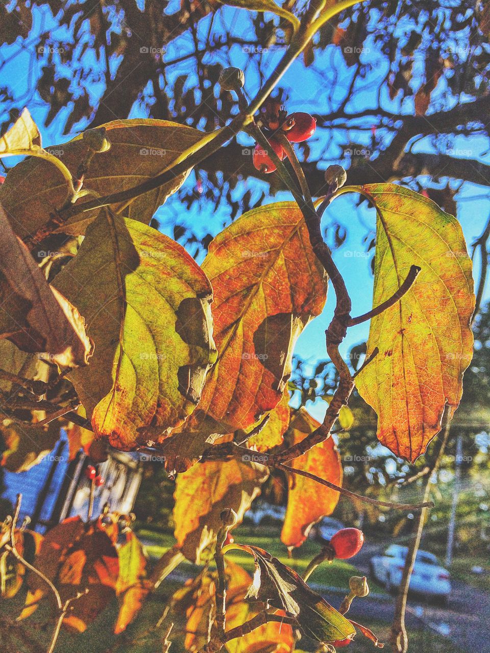 Sunset through autumnal leaves...