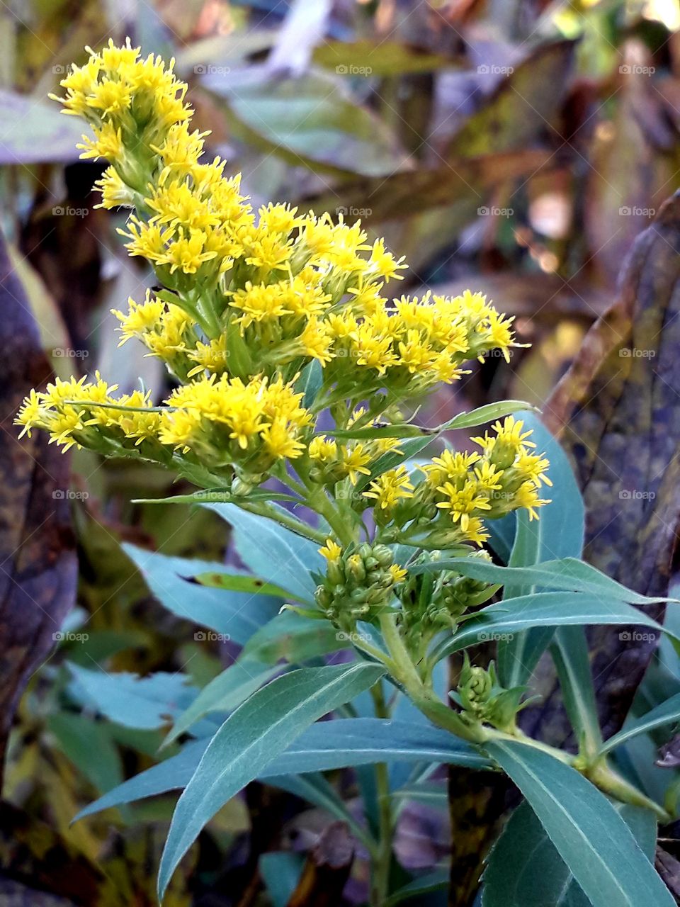 last yellow flower of goldenrod in laye autumn