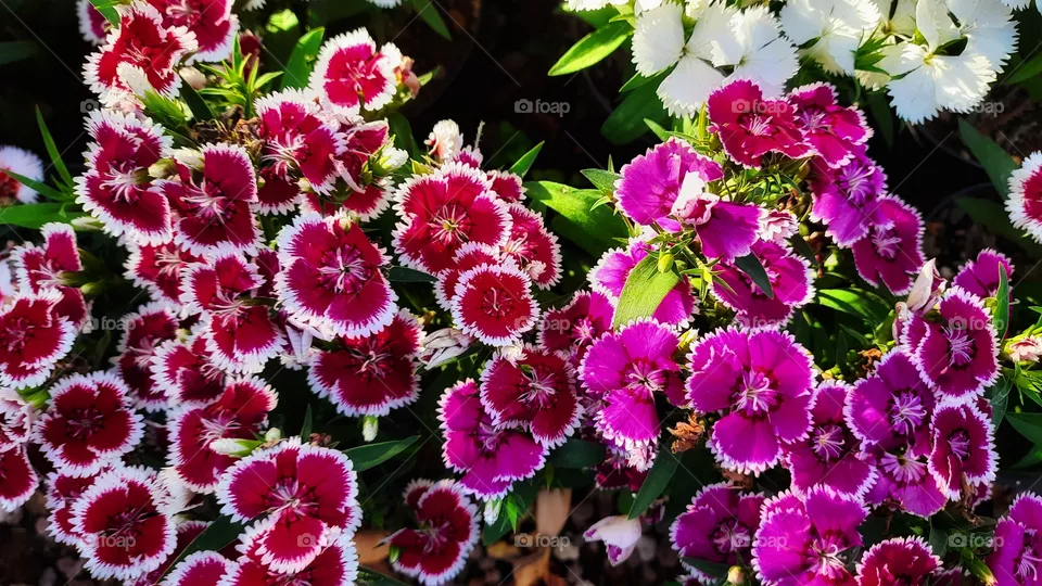 Red and pink flower,nature,reflection,landscape,colorful,season,spring,summer,plant,floral,garden,petal,flower, pink, red,daisy,decoration