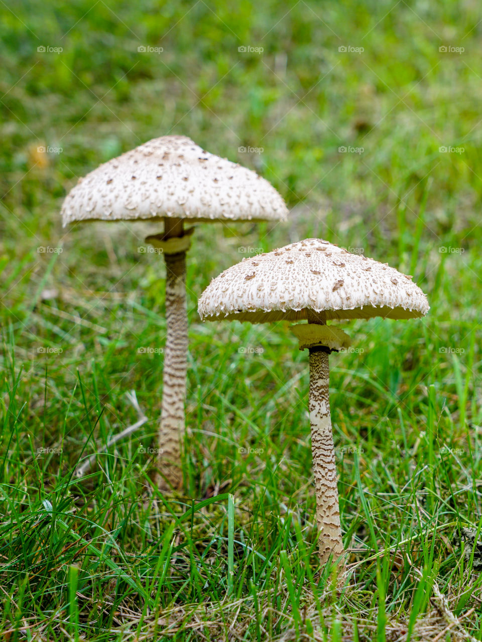 macrolepiota procera, the parasol mushroom with a large, prominent fruiting body resembling a parasol