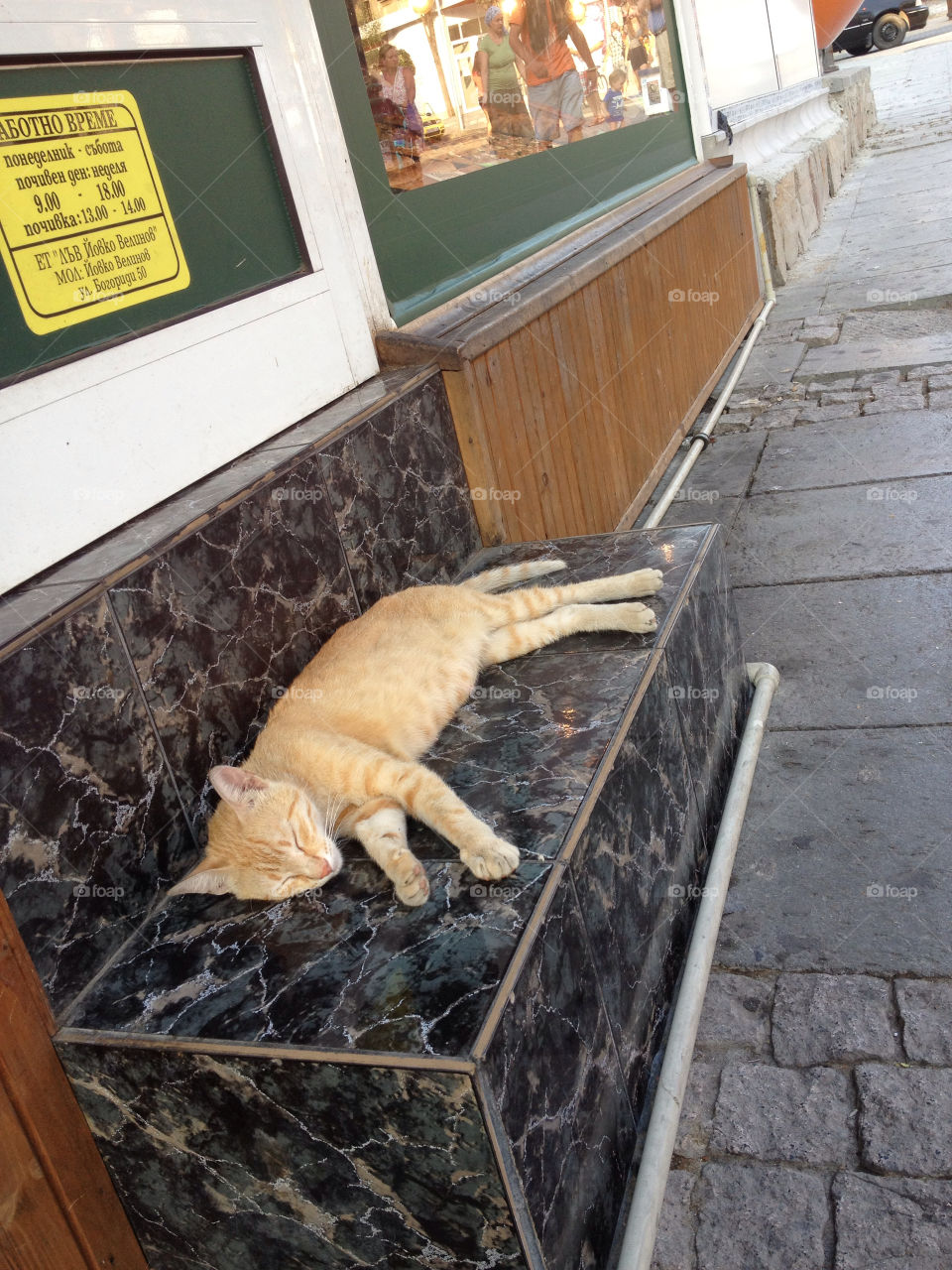 street cat sleeping pets by penguincody