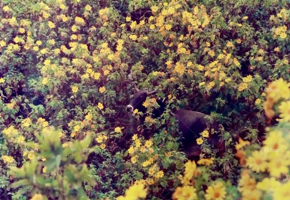 Buffalo in Lotus Field