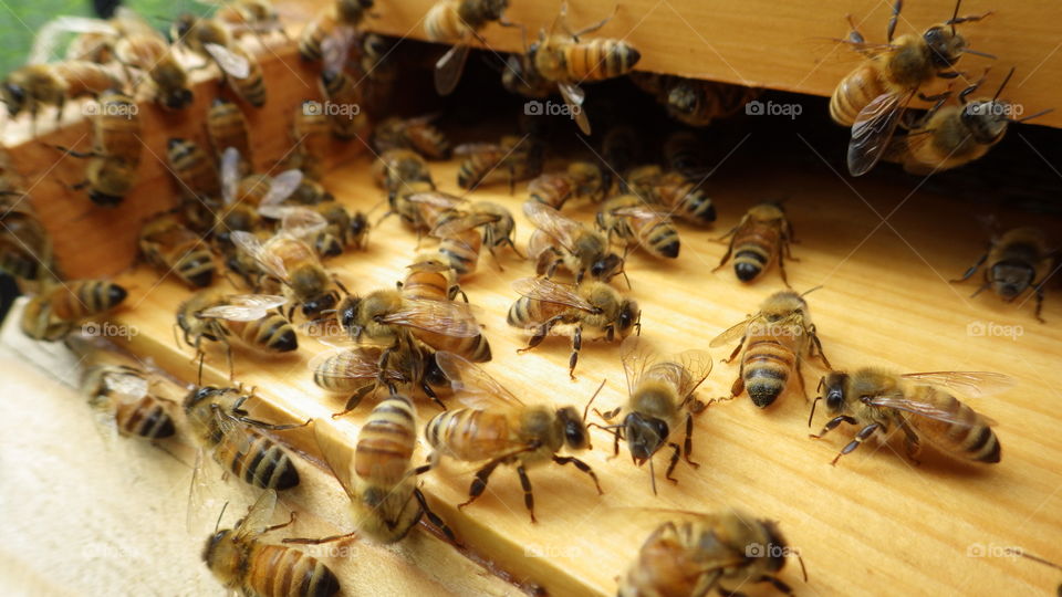 Honeybees at the entrance of their wooden beehive colony