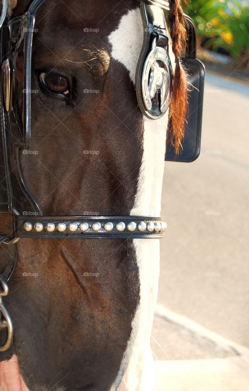 Horse close up