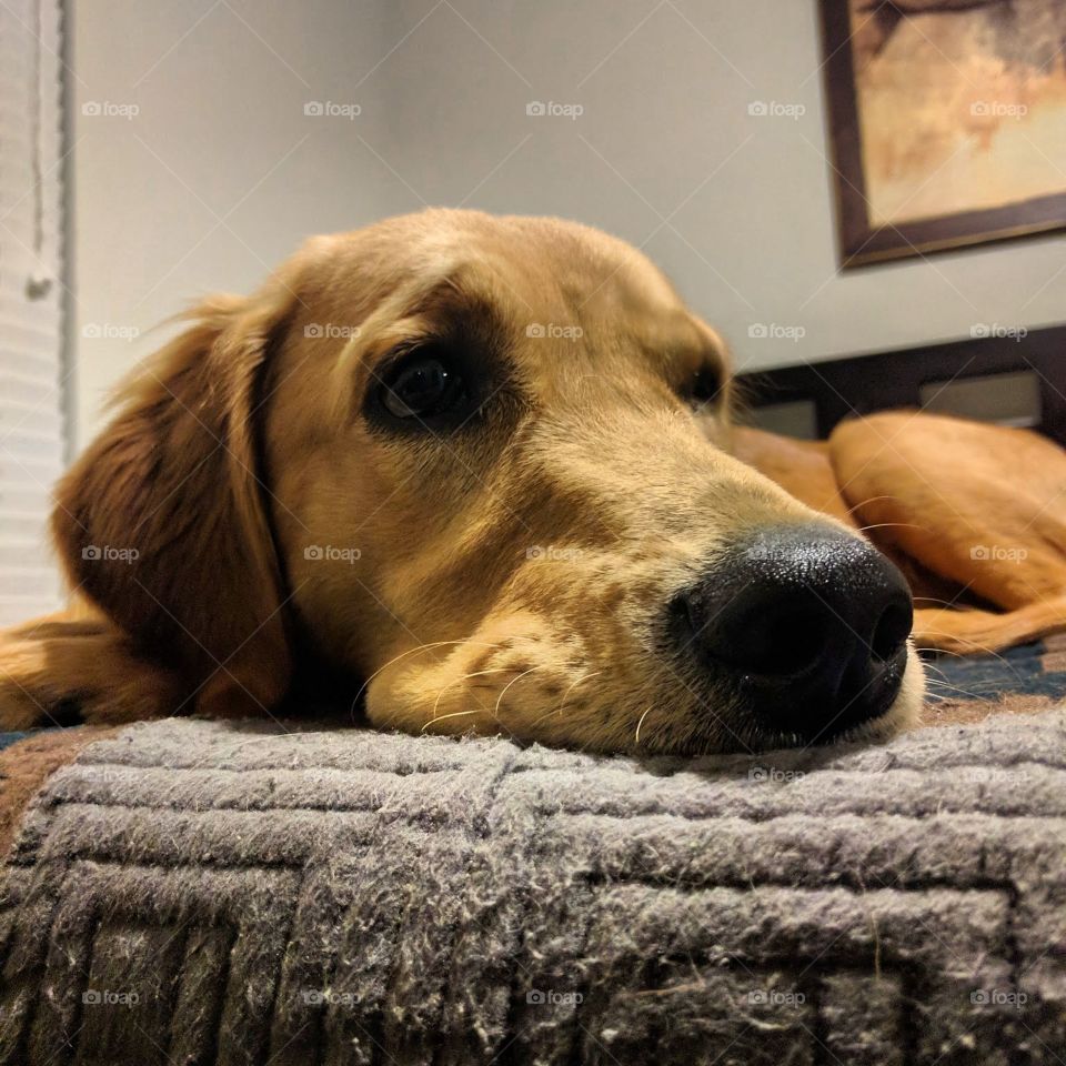 golden retriever resting