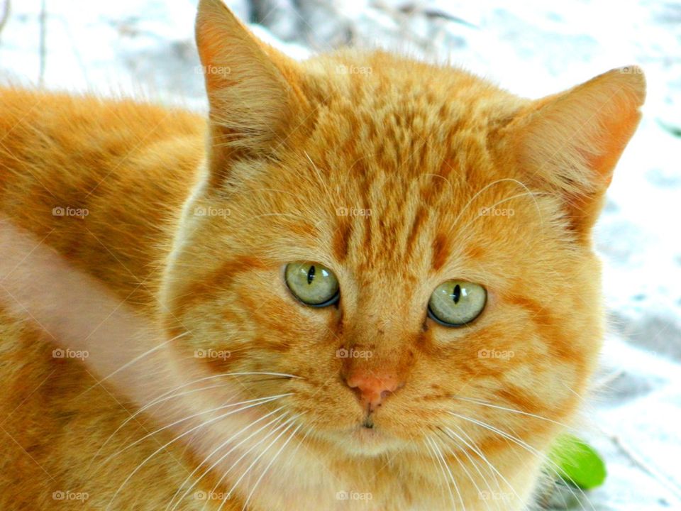 Golden Yellow Feral