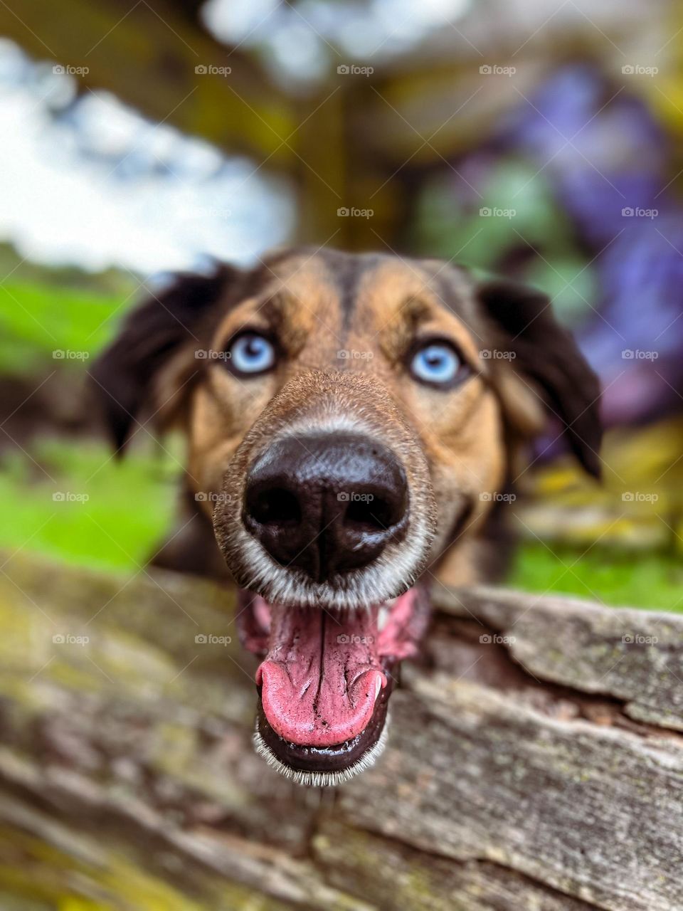 Los ojos más hermosos son los de Sasha 