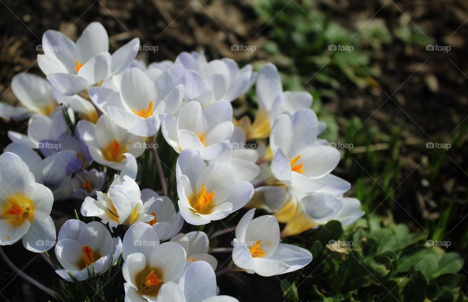 the Crocus