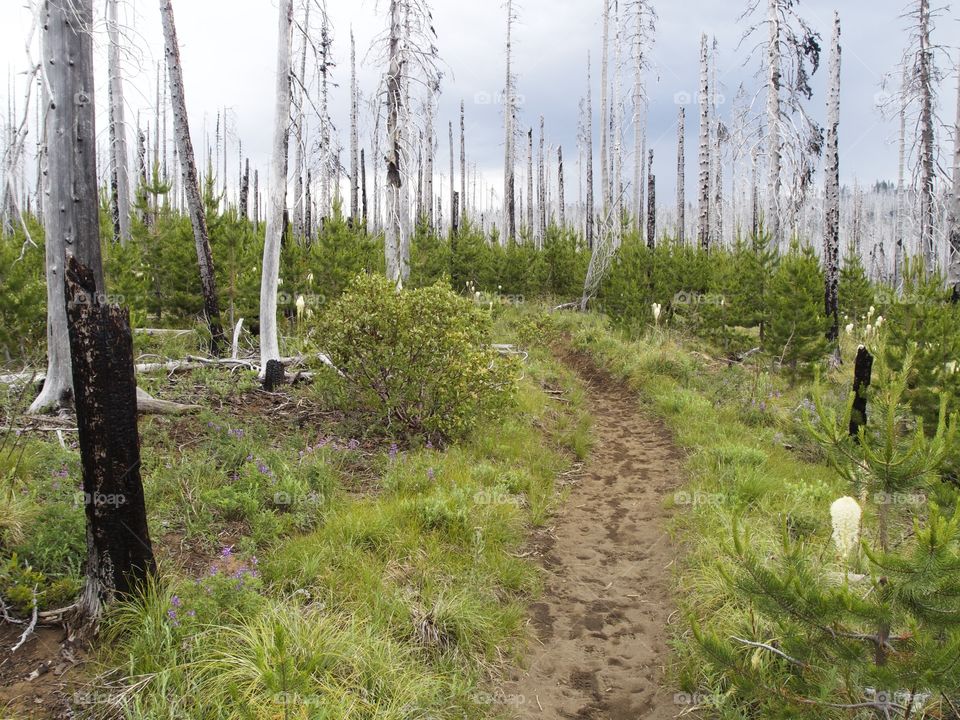 The Pacific Crest Trail near Oregon’s Santiam Pass winds through wild grasses and a forest of dead trees from a major forest fire on a stormy summer day. 