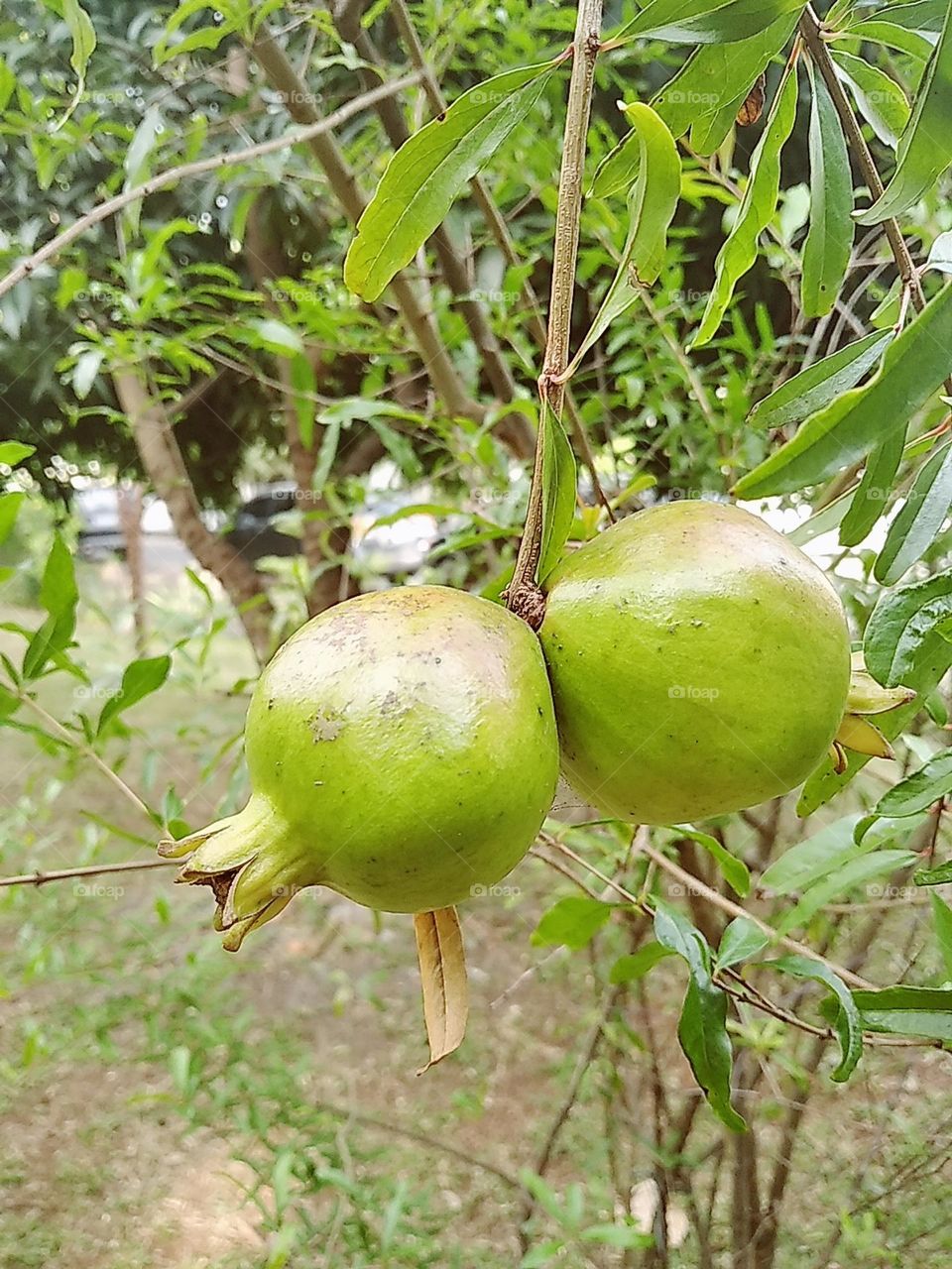 Green fruits