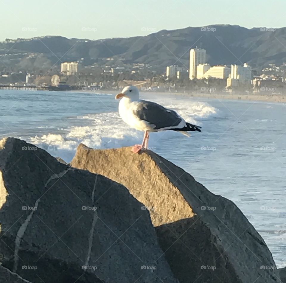 Bird on Rock