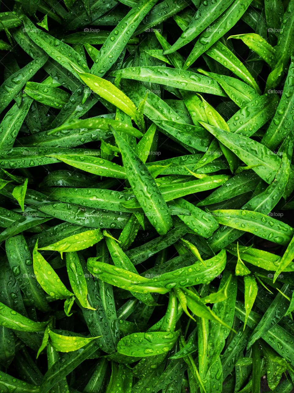 Dew or raindrops on green leaves of plants. Spring background