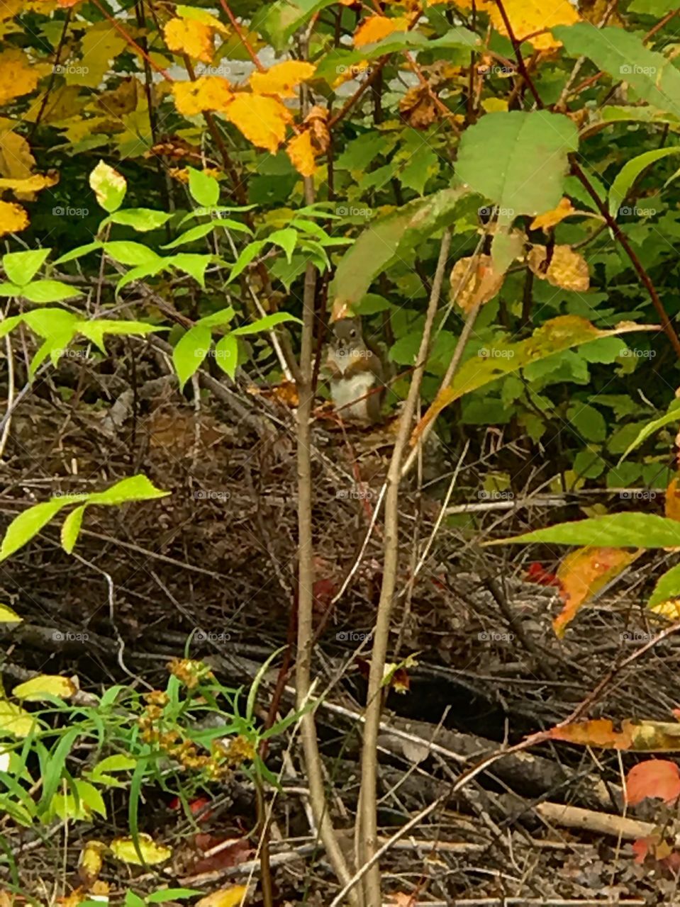 As soon as the squirrel heard me he froze
