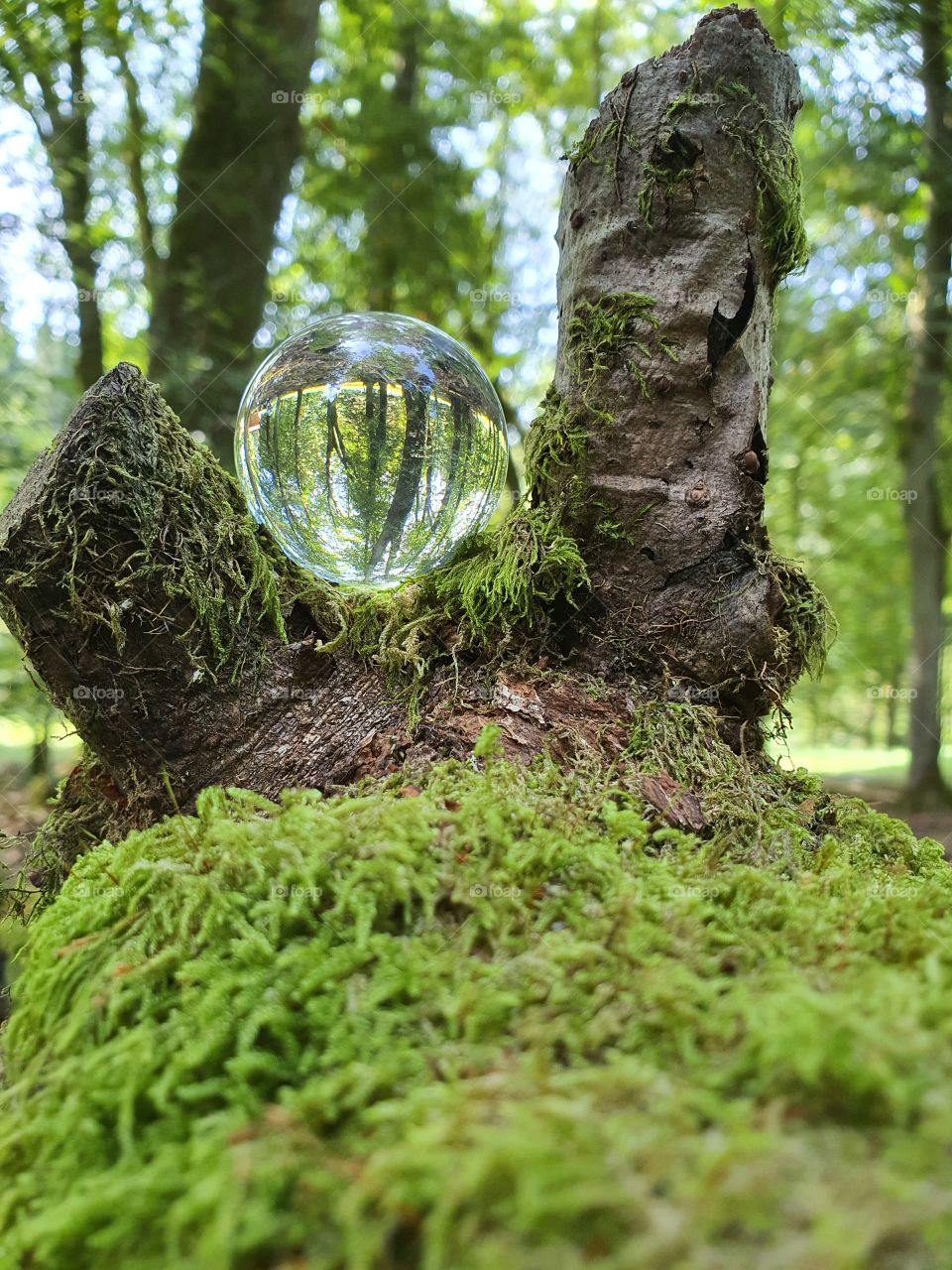 Glassball between treestomps