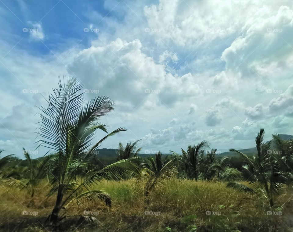 windy field