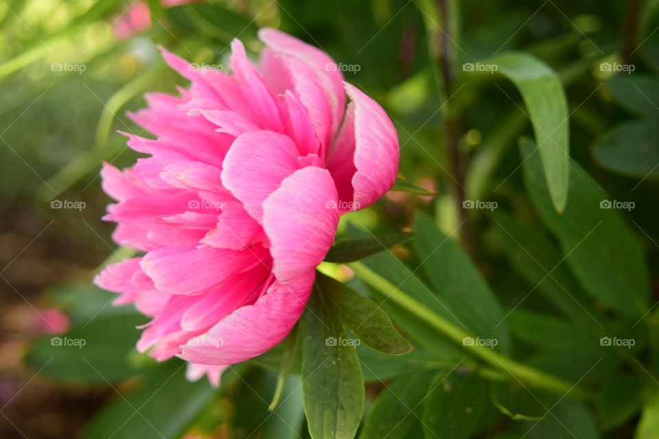 Pinky. Botanical garden