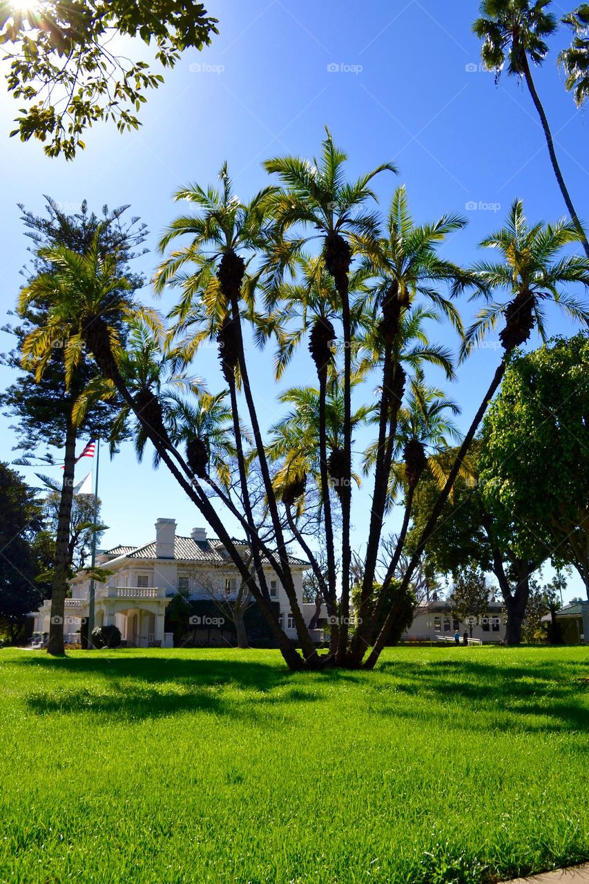 Landscape Palm Trees cluster