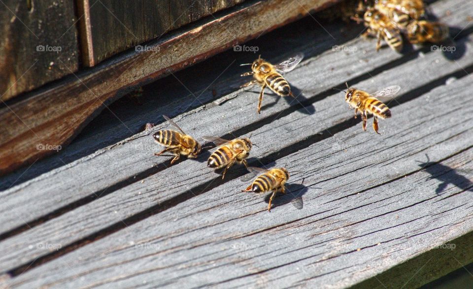Busy bees at the entrance of their bee hive.