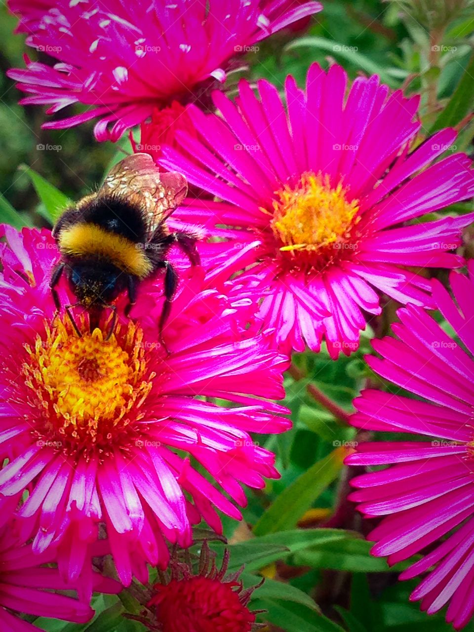 English honeybee collecting pollen 