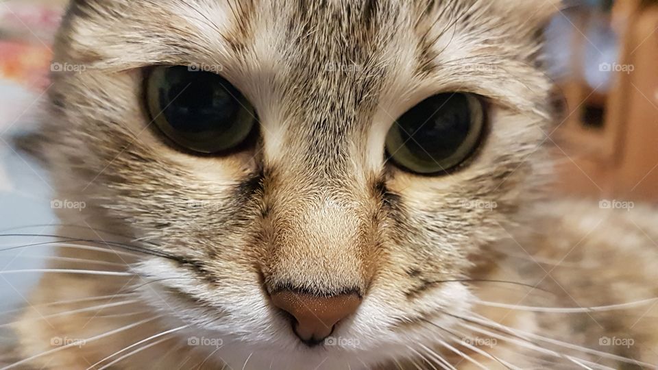 cat with charming eyes