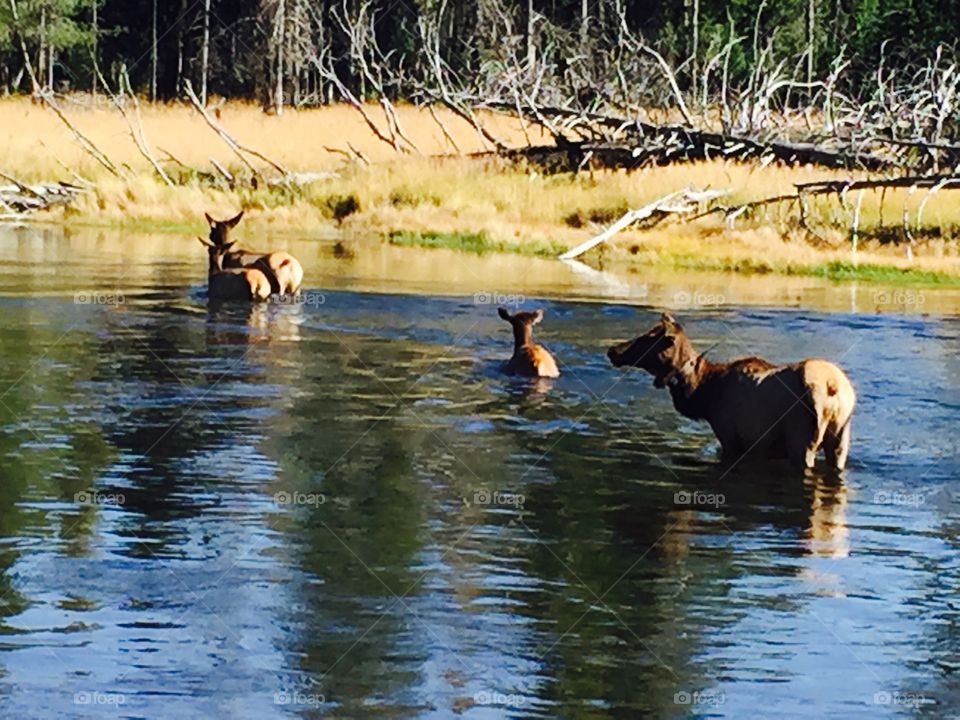 Elk Crossing the River