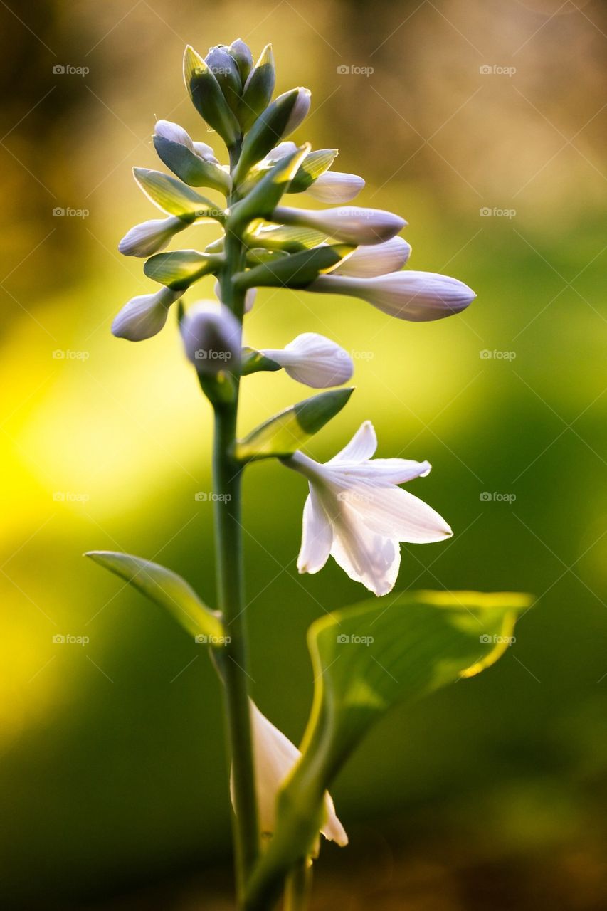 Hosta Flowering