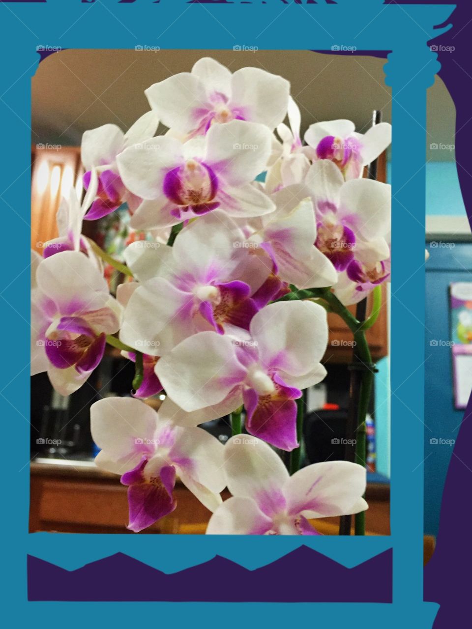 Orchids, Flower, Tropical, Phalaenopsis, Romance