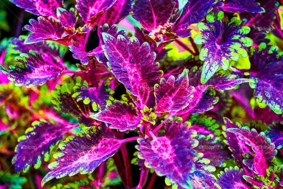 Coleus plant - Natural color - Magenta 