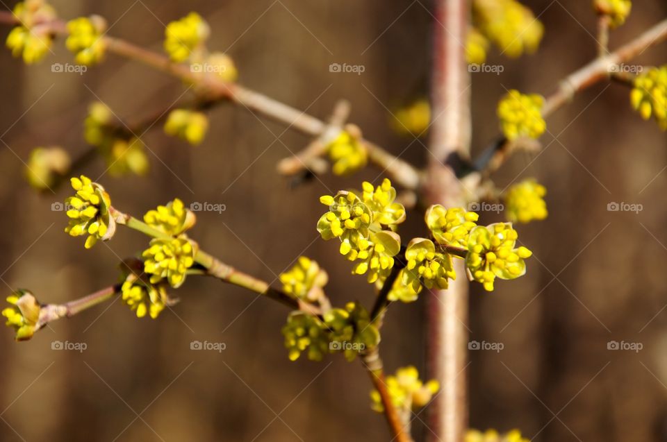 Close-up of flower on branch