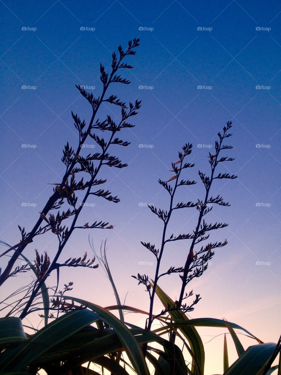 Sunset . Plant silhouette 